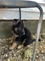 Violet, a female German Shepherd Dog for sale in Greenwich, OH – 2 of 5