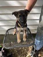 Bailey , a female German Shepherd Dog for sale in Greenwich, OH – 2 of 5