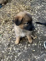 Trixie, a female German Shepherd Dog for sale in Greenwich, OH – 3 of 5