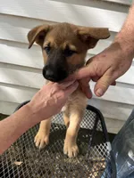 Isabella, a female German Shepherd Dog for sale in Greenwich, OH – 2 of 5