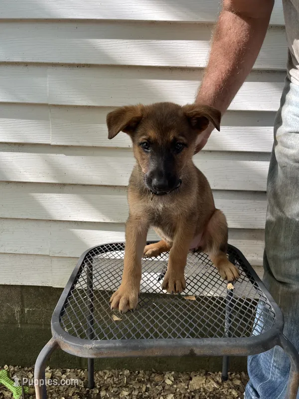 Phoenix – German Shepherd Dog puppy for sale in Greenwich, OH