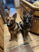 Violet, a female German Shepherd Dog for sale in Greenwich, OH – 5 of 5