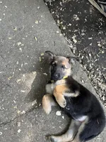 Bailey , a female German Shepherd Dog for sale in Greenwich, OH – 3 of 5