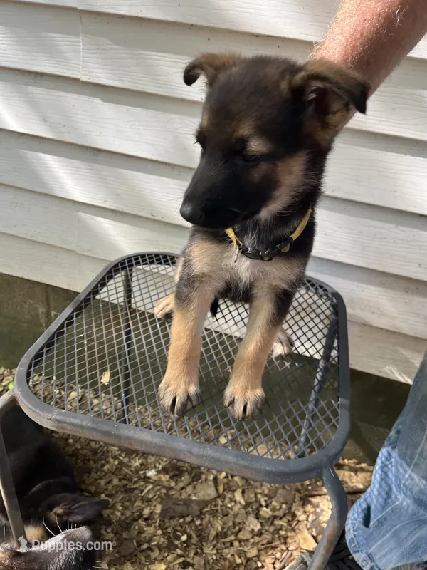 Bailey  – German Shepherd Dog puppy for sale in Greenwich, OH