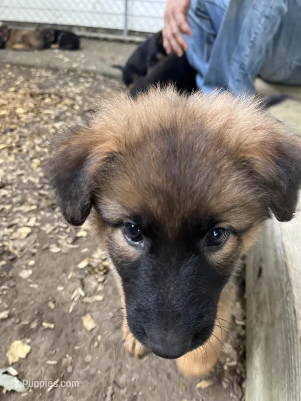 Trixie – German Shepherd Dog puppy for sale in Greenwich, OH