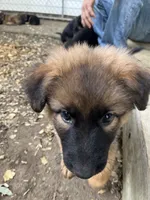 Trixie, a female German Shepherd Dog for sale in Greenwich, OH – 1 of 5