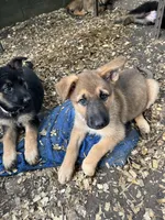 Phoenix, a female German Shepherd Dog for sale in Greenwich, OH – 2 of 4