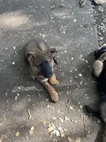 Ginger, a female German Shepherd Dog for sale in Greenwich, OH – 1 of 4