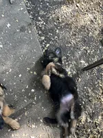 Jazmin , a female German Shepherd Dog for sale in Greenwich, OH – 1 of 5