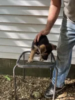 Jazz, a male German Shepherd Dog for sale in Greenwich, OH – 3 of 5