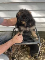 Jazmin , a female German Shepherd Dog for sale in Greenwich, OH – 2 of 5