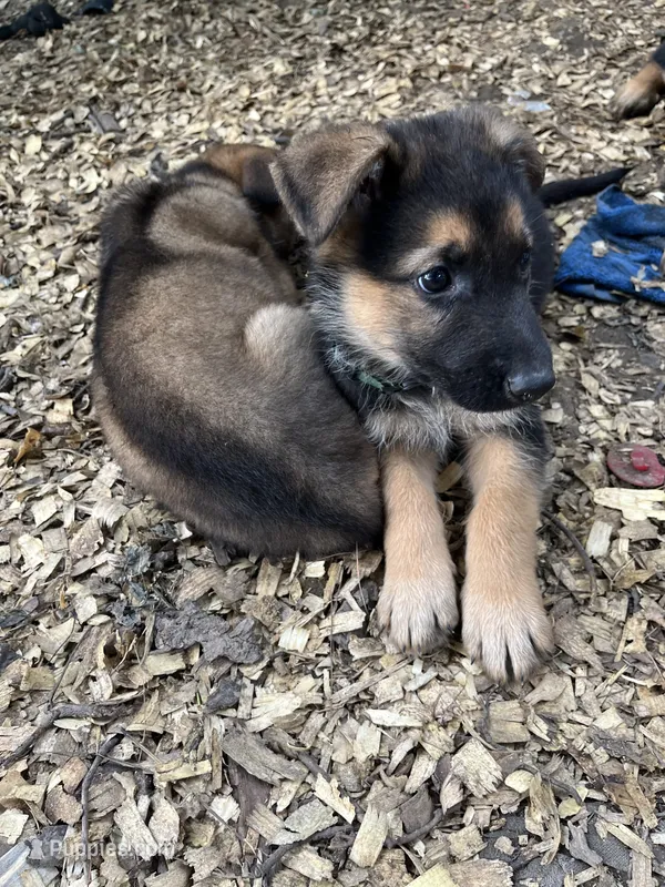 Georgia  – German Shepherd Dog puppy for sale in Greenwich, OH