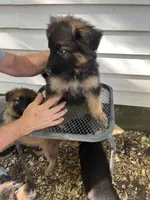 Jazmin , a female German Shepherd Dog for sale in Greenwich, OH – 3 of 5