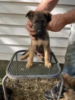 Memphis, a male German Shepherd Dog for sale in Greenwich, OH – 2 of 5