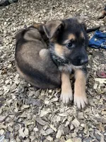 Jazz, a male German Shepherd Dog for sale in Greenwich, OH – 2 of 5
