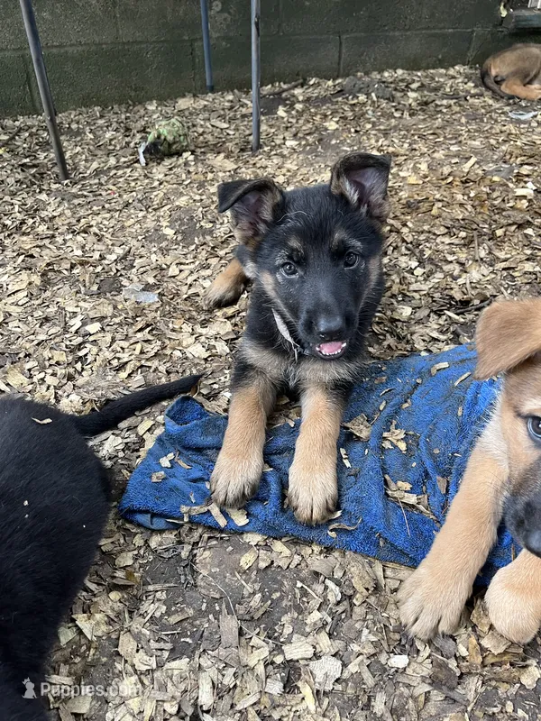 Violet – German Shepherd Dog puppy for sale in Greenwich, OH