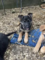 Violet, a female German Shepherd Dog for sale in Greenwich, OH – 1 of 5