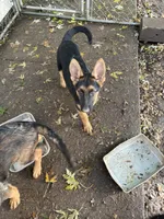Georgia , a female German Shepherd Dog for sale in Greenwich, OH – 2 of 3