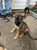 Memphis, a male German Shepherd Dog for sale in Greenwich, OH – 3 of 5