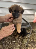 Trixie, a female German Shepherd Dog for sale in Greenwich, OH – 2 of 5