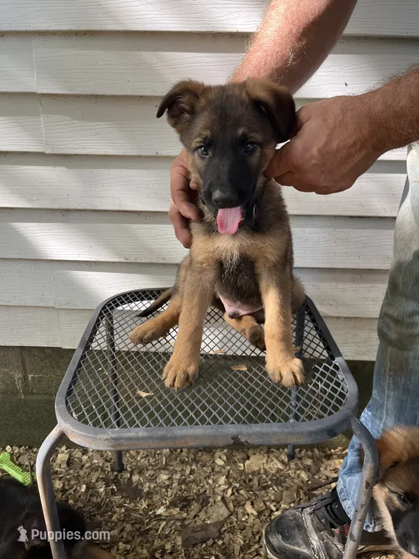 Memphis – German Shepherd Dog puppy for sale in Greenwich, OH