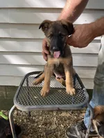 Memphis, a male German Shepherd Dog for sale in Greenwich, OH – 1 of 5