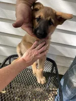Isabella, a female German Shepherd Dog for sale in Greenwich, OH – 3 of 5