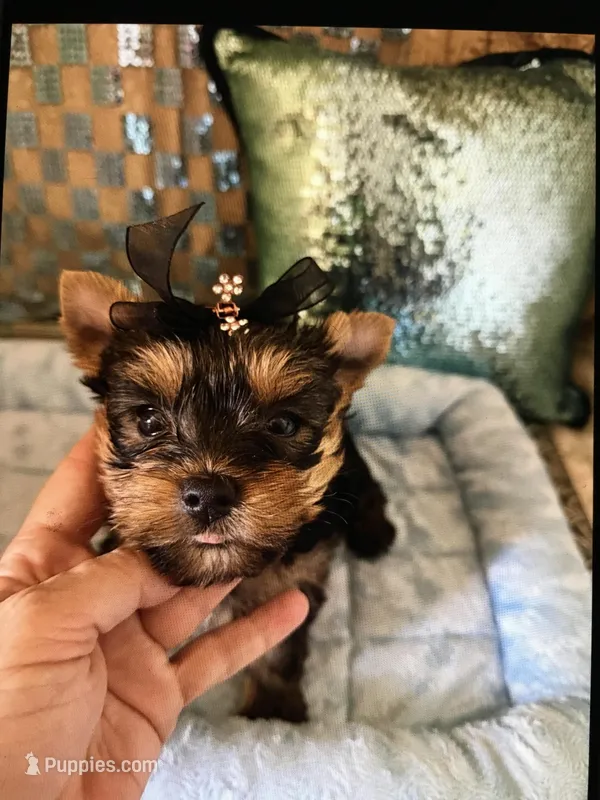 Chase – Yorkshire Terrier puppy for sale in Mountain Home, TX
