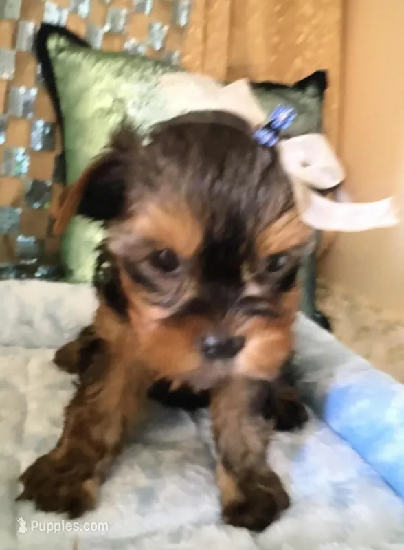 Chase – Yorkshire Terrier puppy for sale in Mountain Home, TX