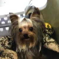 Babydoll Princess, a female Yorkshire Terrier for sale in Mountain Home, TX – Photo 3 of 5