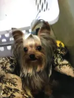 Babydoll Princess, a female Yorkshire Terrier for sale in Mountain Home, TX – Photo 3 of 5