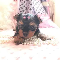 Babydoll Princess, a female Yorkshire Terrier for sale in Mountain Home, TX – Photo 5 of 5