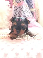 Babydoll Princess, a female Yorkshire Terrier for sale in Mountain Home, TX – Photo 5 of 5