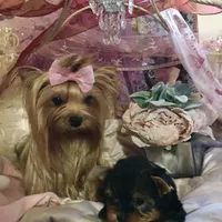 Babydoll Princess, a female Yorkshire Terrier for sale in Mountain Home, TX – Photo 4 of 5
