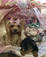 Babydoll Princess, a female Yorkshire Terrier for sale in Mountain Home, TX – Photo 4 of 5
