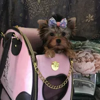 Babydoll Princess, a female Yorkshire Terrier for sale in Mountain Home, TX – Photo 2 of 5