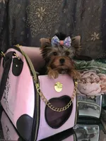 Babydoll Princess, a female Yorkshire Terrier for sale in Mountain Home, TX – Photo 2 of 5