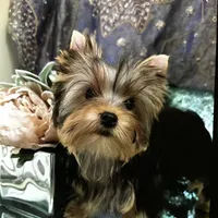 Babydoll Princess, a female Yorkshire Terrier for sale in Mountain Home, TX – Photo 1 of 5