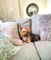 Babydoll Princess, a female Yorkshire Terrier for sale in Mountain Home, TX – 1 of 6