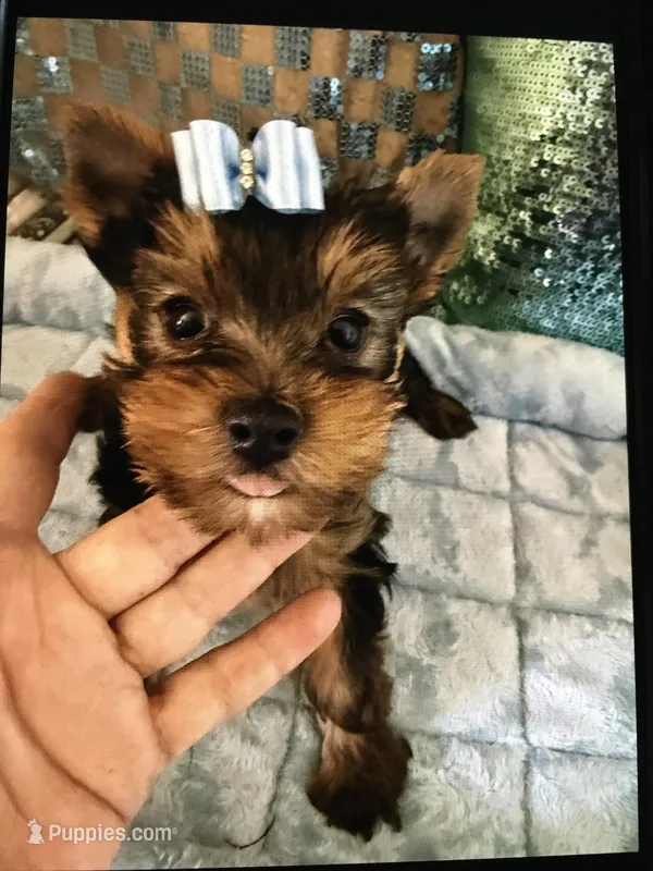 Jax – Yorkshire Terrier puppy on hold in Mountain Home, TX