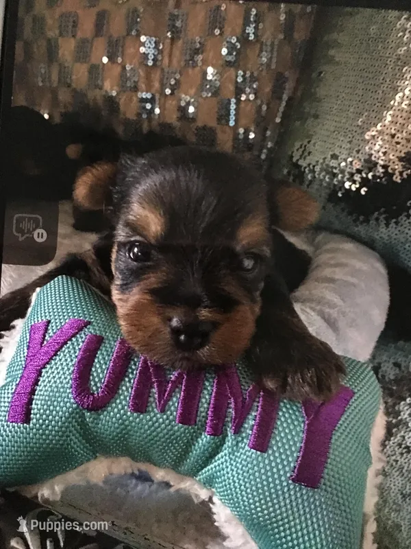 Jax – Yorkshire Terrier puppy for sale in Mountain Home, TX