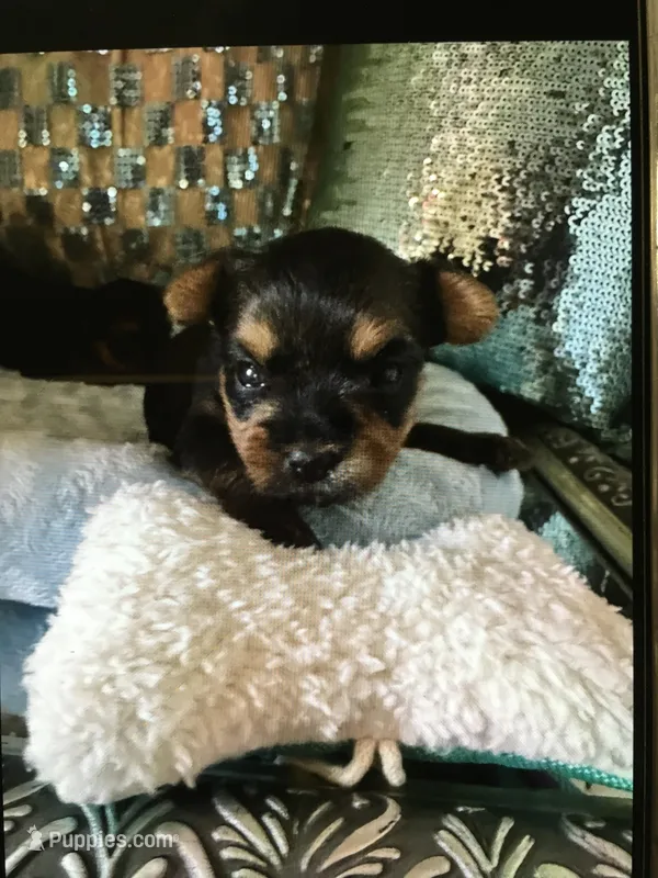 Chase, a male Yorkshire Terrier for sale in Mountain Home, TX – Photo 1 of 1