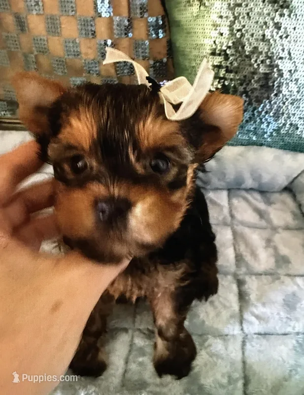 King Kong – Yorkshire Terrier puppy on hold in Mountain Home, TX