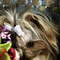 Tuff, a male Yorkshire Terrier for sale in Mountain Home, TX – Photo 2 of 6