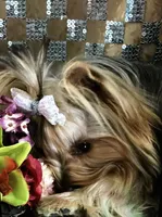 Tuff, a male Yorkshire Terrier for sale in Mountain Home, TX – Photo 2 of 6