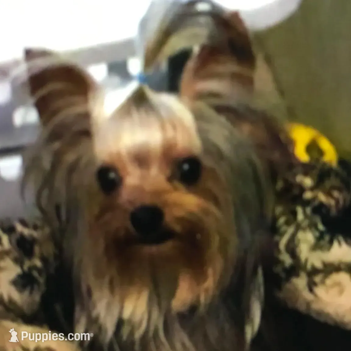Tuff, a male Yorkshire Terrier for sale in Mountain Home, TX – Photo 5 of 6