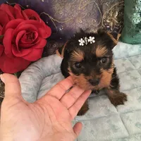 Tuff, a male Yorkshire Terrier for sale in Mountain Home, TX – Photo 3 of 6