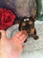 Tuff, a male Yorkshire Terrier for sale in Mountain Home, TX – Photo 3 of 6