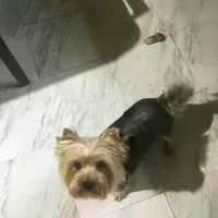 Tuff, a male Yorkshire Terrier for sale in Mountain Home, TX – Photo 1 of 6