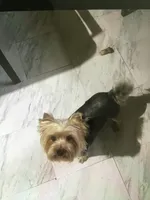 Tuff, a male Yorkshire Terrier for sale in Mountain Home, TX – Photo 1 of 6